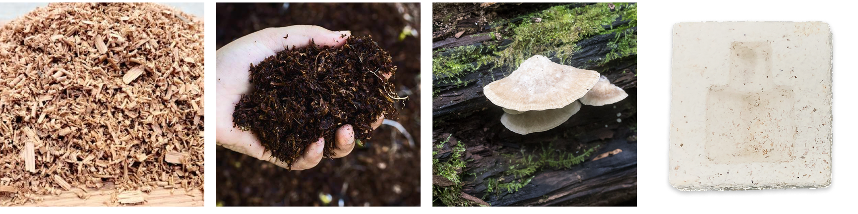 Mycelium Block